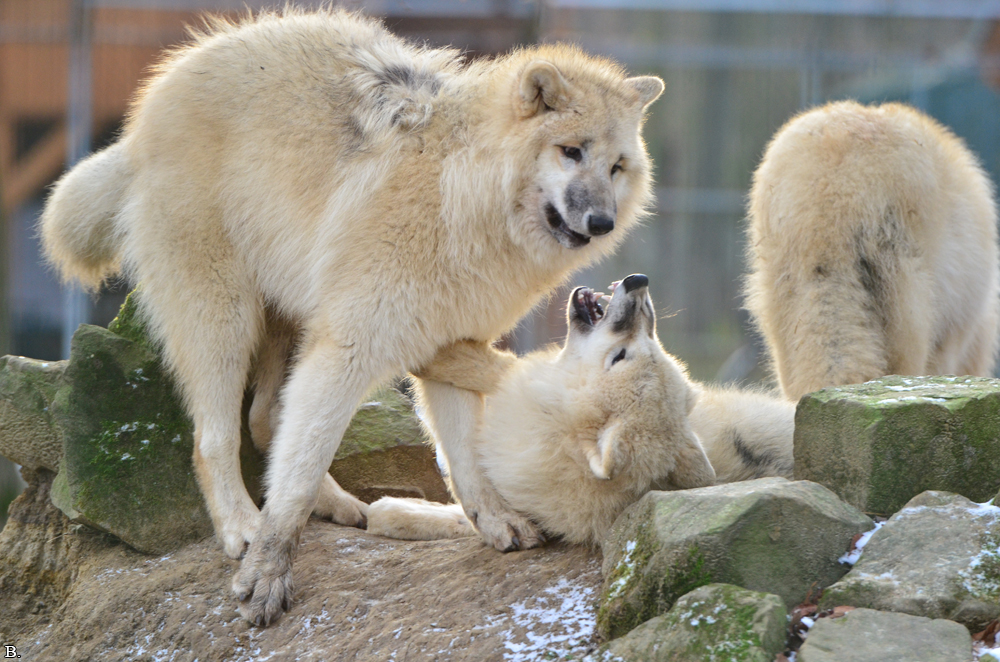 Pup7m12SpringeBineG_pup-15