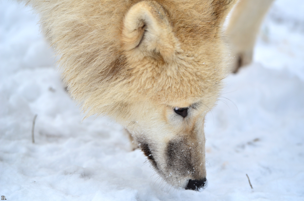 Pup7m12SpringeBineG_pup-163