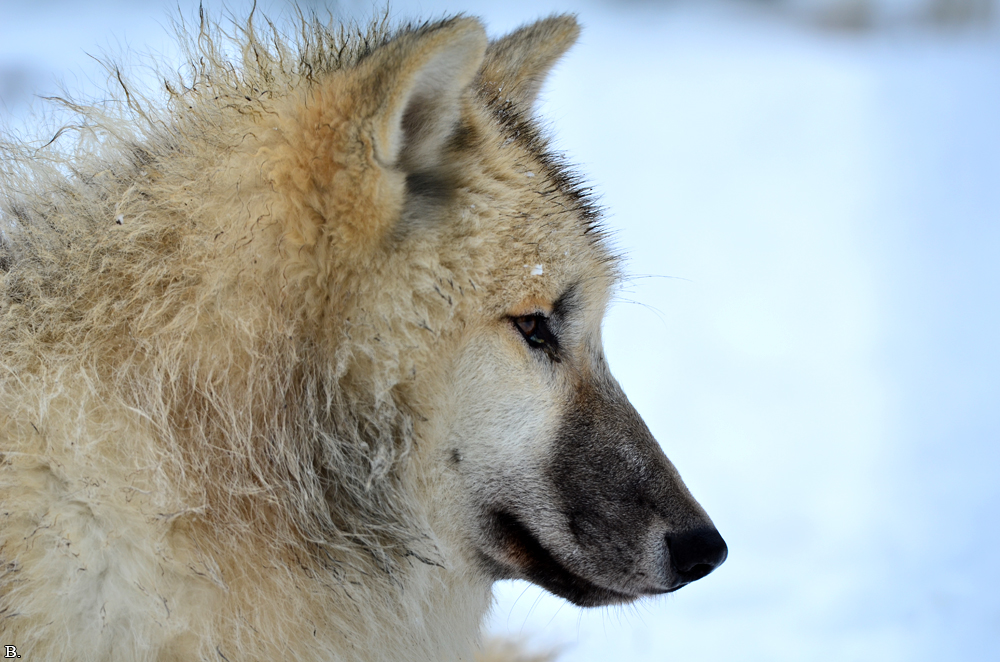 Pup7m12SpringeBineG_pup-178
