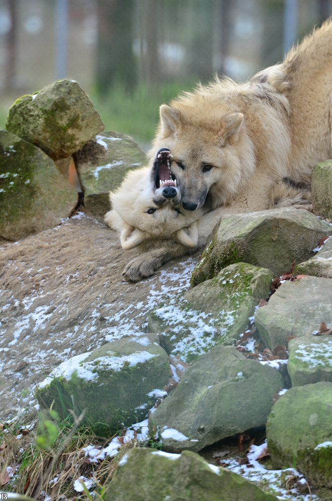 Pup7m12SpringeBineG_pup-20