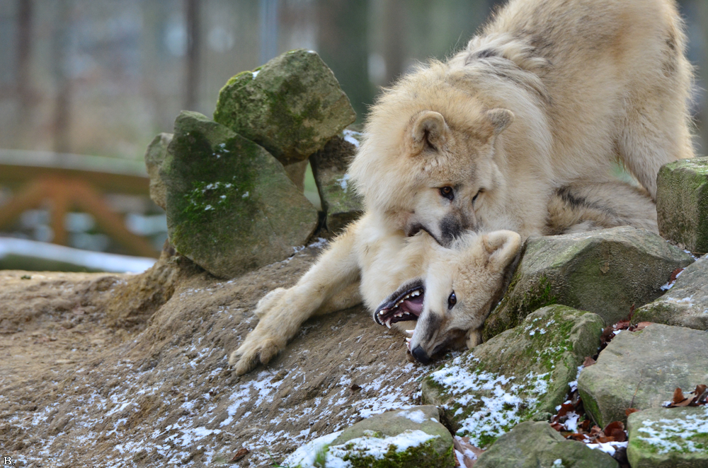 Pup7m12SpringeBineG_pup-21