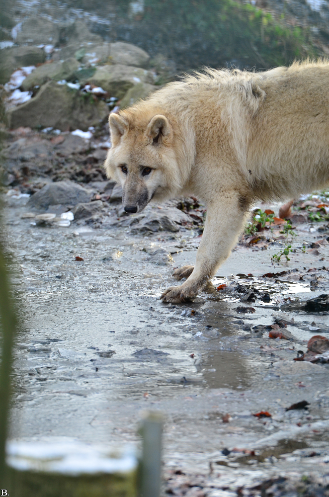 Pup7m12SpringeBineG_pup-24