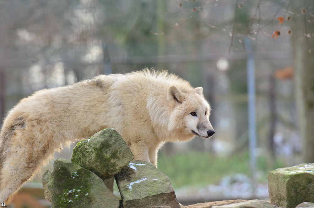 Pup7m12SpringeBineG_pup-26