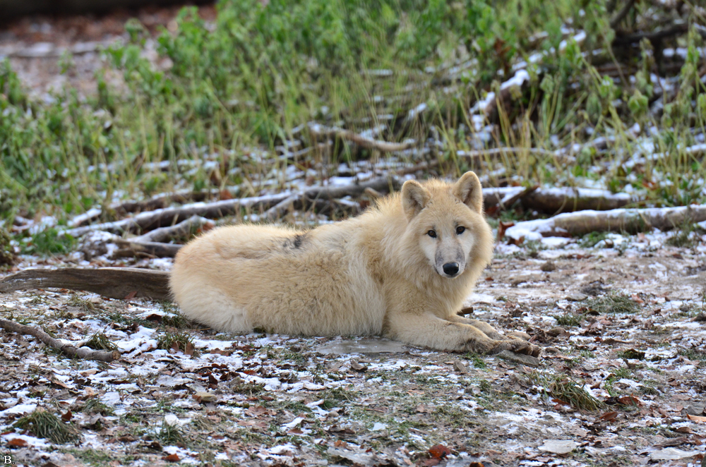 Pup7m12SpringeBineG_pup-27