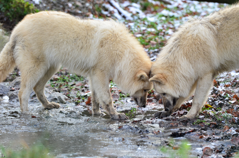 Pup7m12SpringeBineG_pup-65