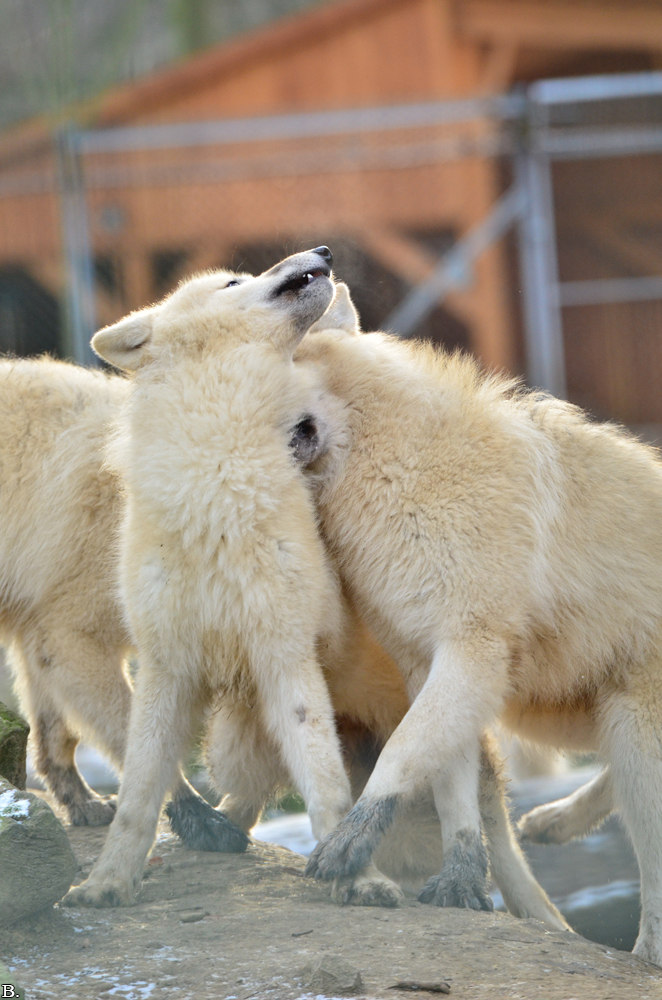 Pup7m12SpringeBineG_pup-70