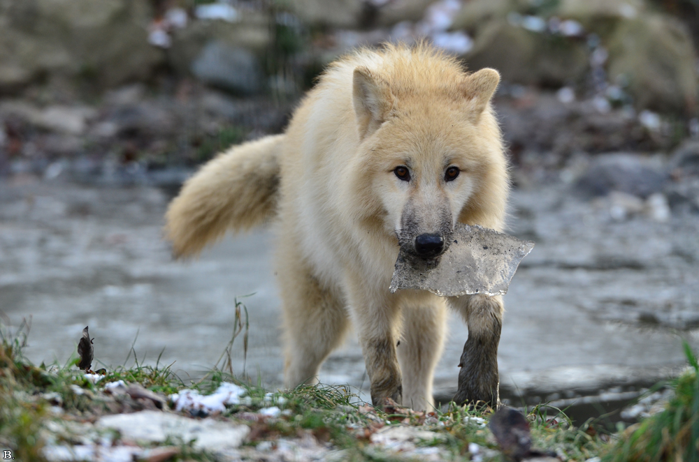 Pup7m12SpringeBineG_pup-89