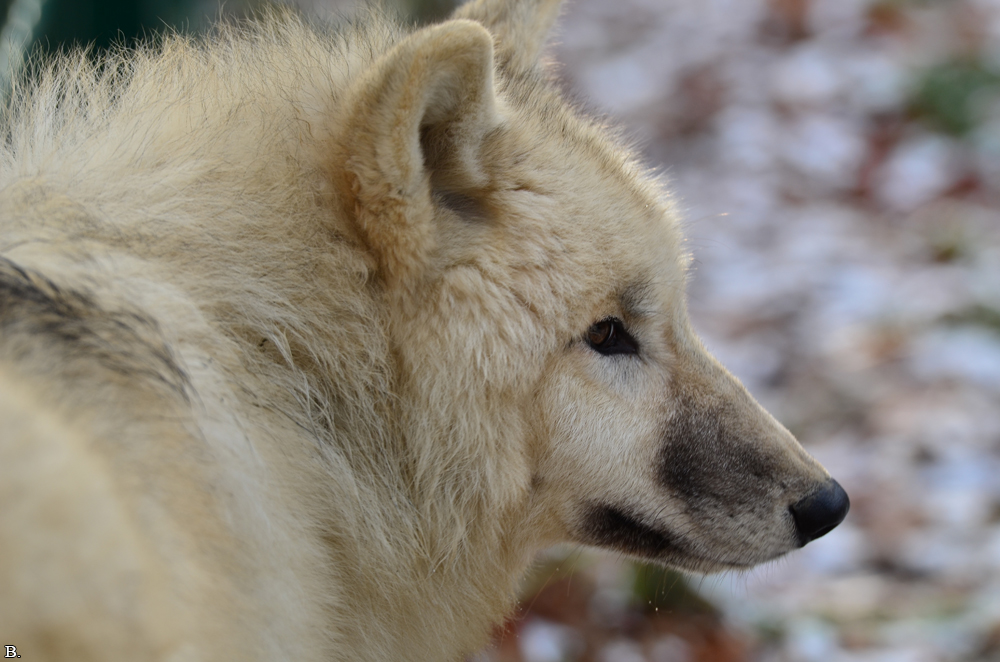 Pup7m12SpringeBineG_pup-94