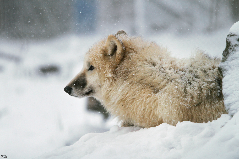 Pup7m12SpringeKati_Polar-05