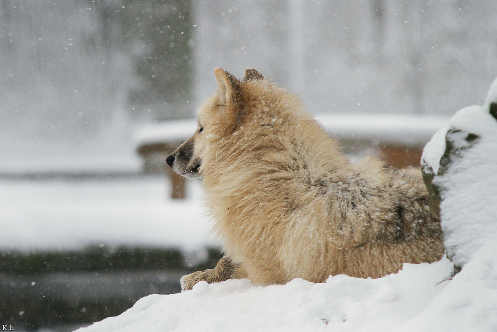 Pup7m12SpringeKati_Polar-06