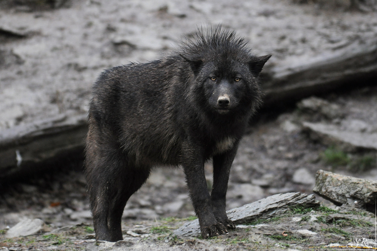Pup8m11MergentheimSas_Black-02