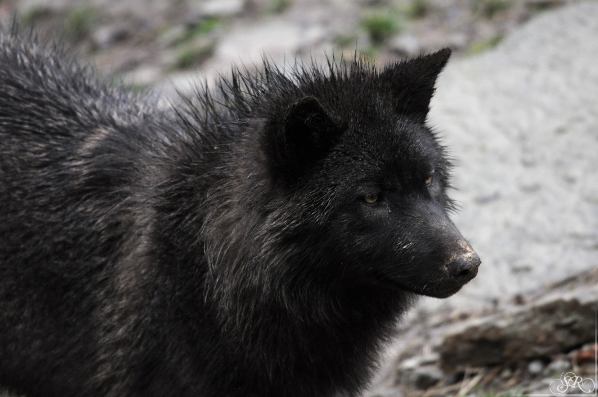 Pup8m11MergentheimSas_Black-05