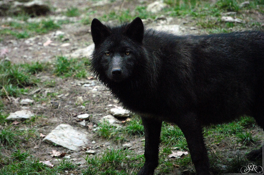 Pup8m11MergentheimSas_Black-06