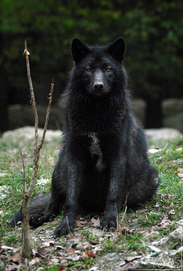 Pup8m11MergentheimSas_Black-07