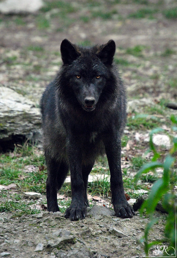 Pup8m11MergentheimSas_Black-08