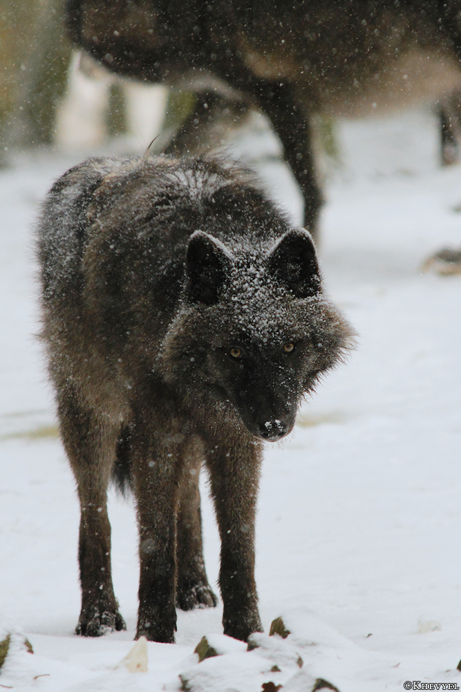 Pup8m13EderseeKati_Ceyla-20