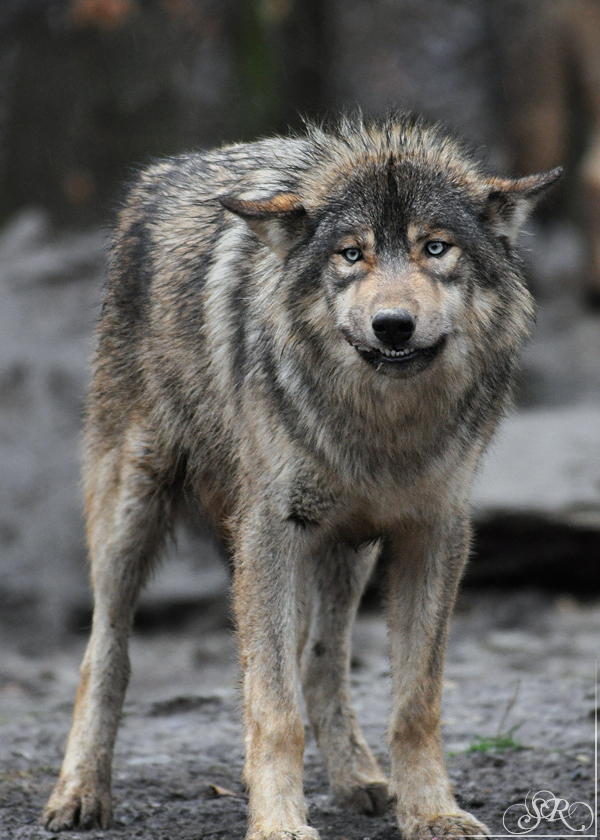 Pup8m11MergentheimSas_Grey-11