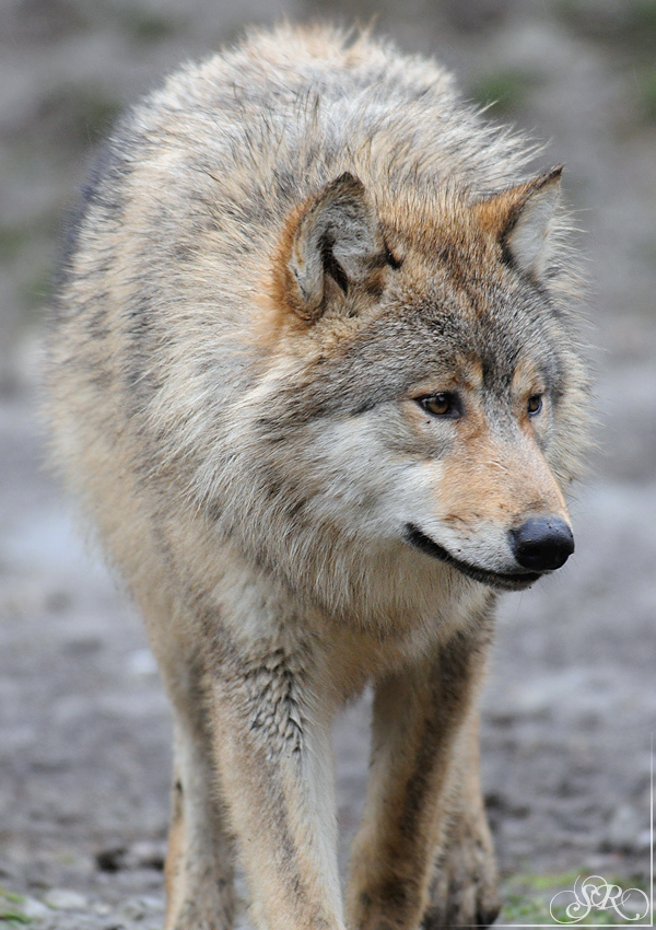 Pup8m11MergentheimSas_Grey-17