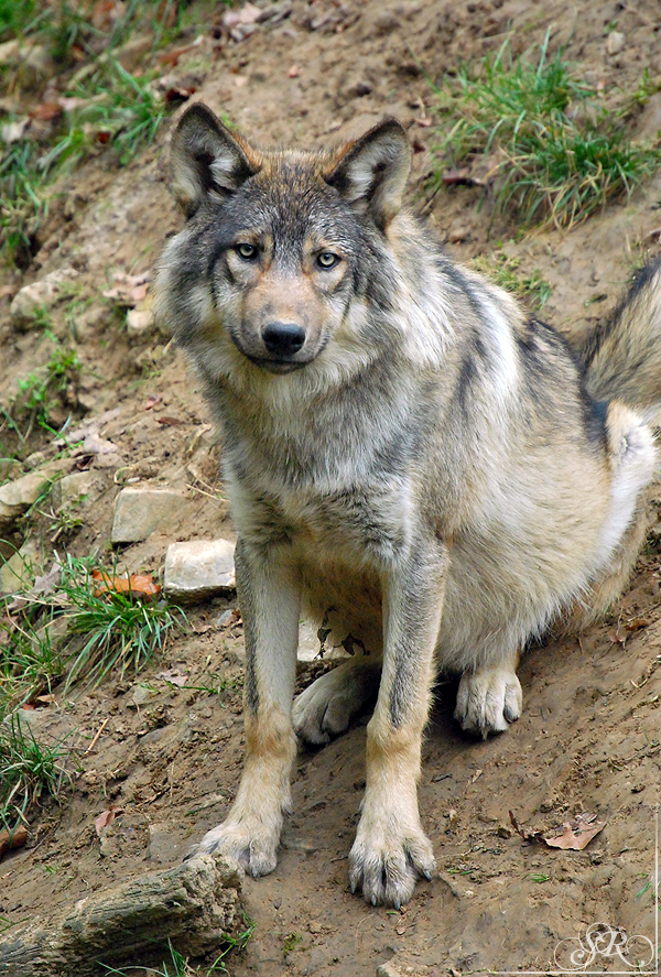 Pup8m11MergentheimSas_Grey-25