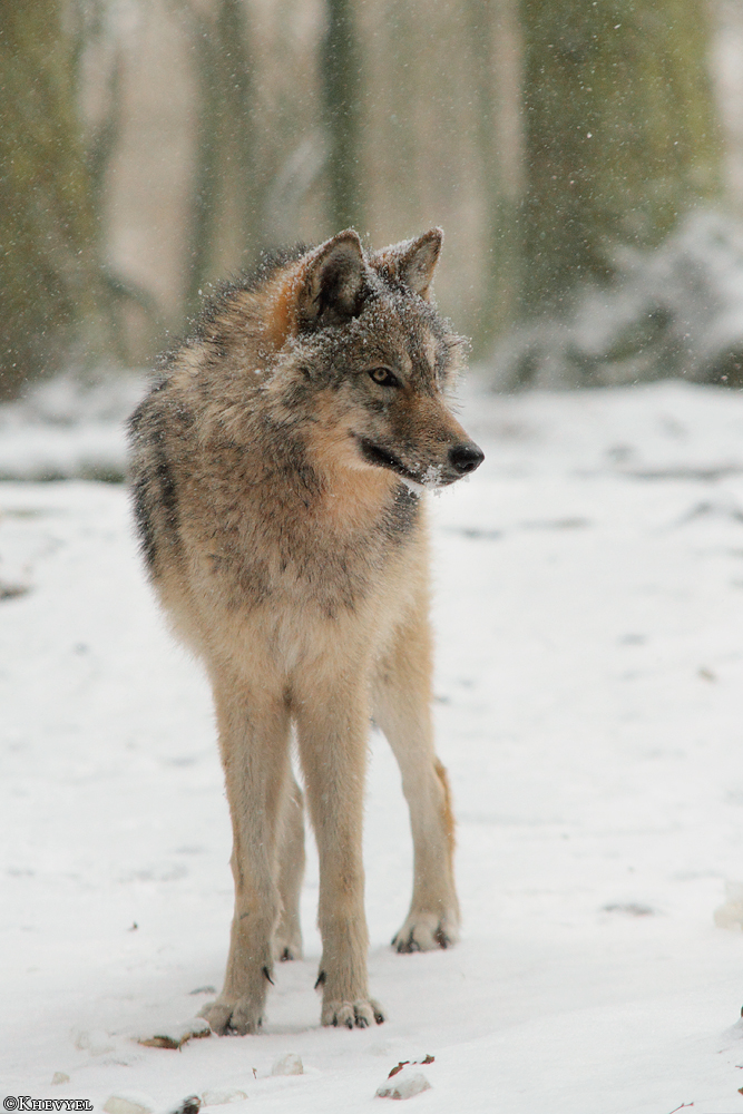 Pup8m13EderseeKati_Kiley-10