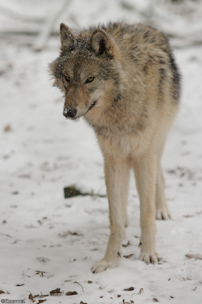 Pup8m13EderseeKati_Kiley-13