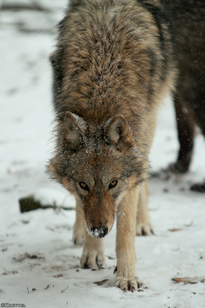 Pup8m13EderseeKati_Kiley-14