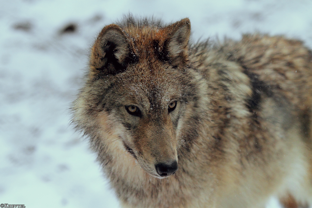 Pup8m13EderseeKati_Kiley-19