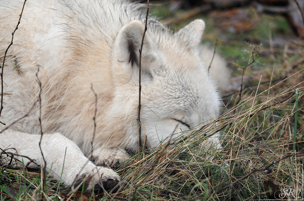 Pup8m11AuheimSas_Inuq-33