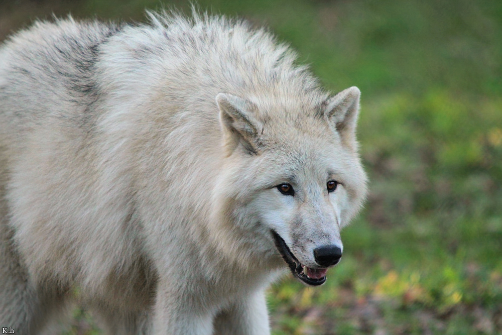 Pup8m11AuheimKati_Aslan