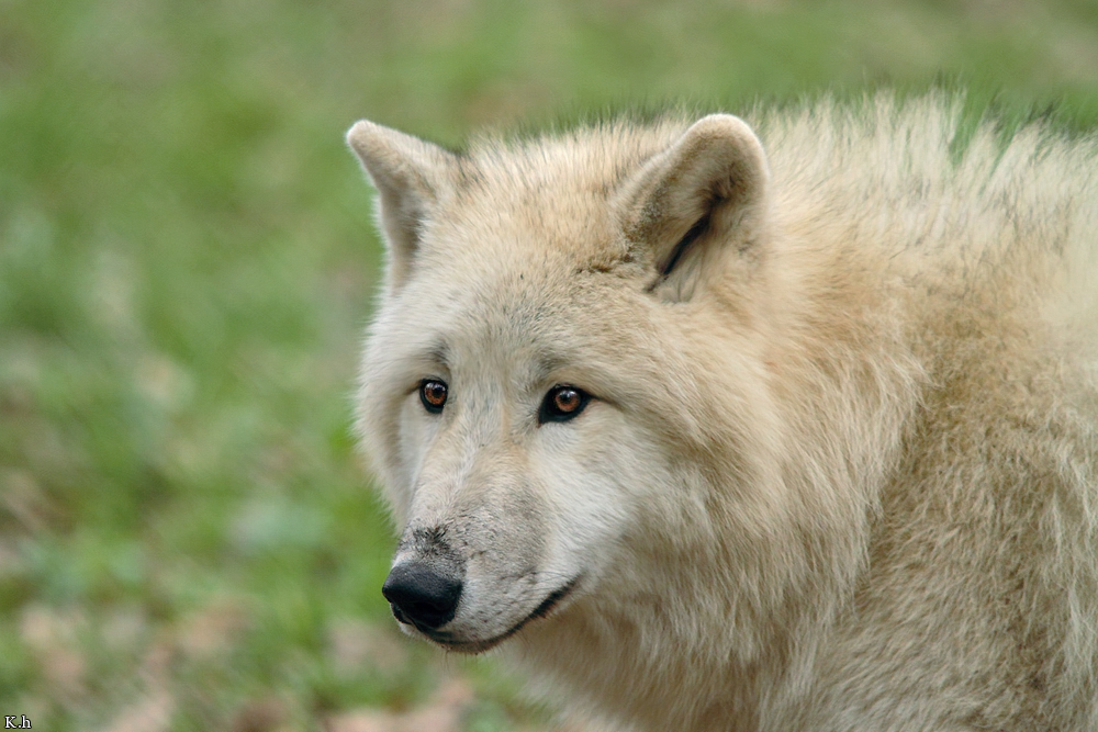 Pup8m11AuheimKati_Aslan