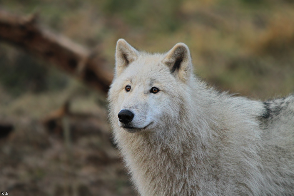 Pup8m11AuheimKati_Inuq