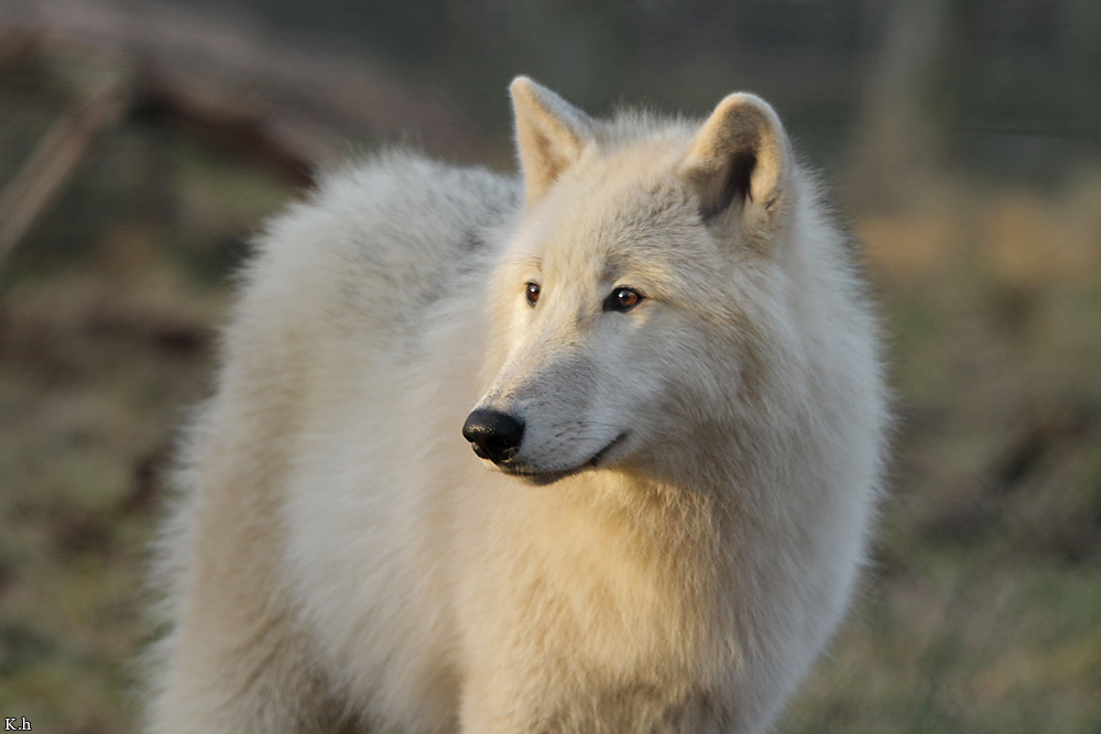 Pup8m11AuheimKati_Inuq