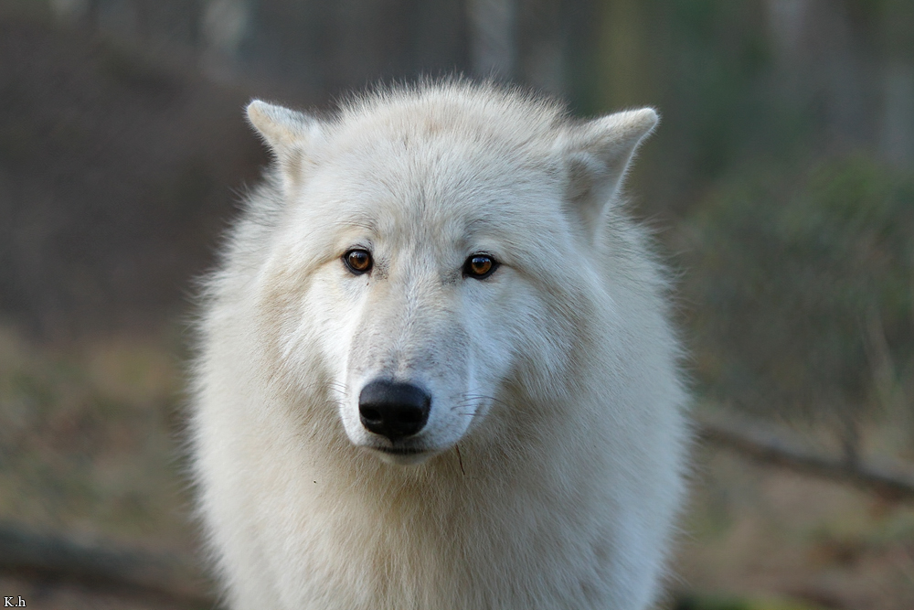Pup8m11AuheimKati_Inuq