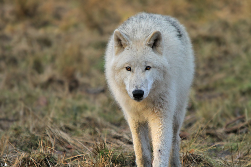 Pup8m11AuheimKati_Inuq
