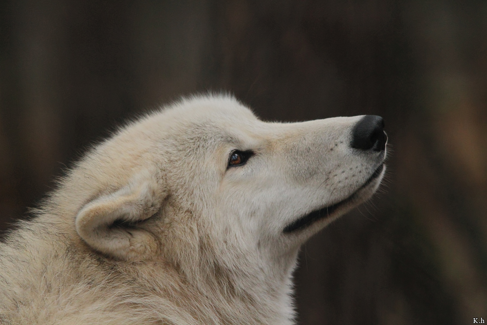 Pup8m11AuheimKati_Inuq