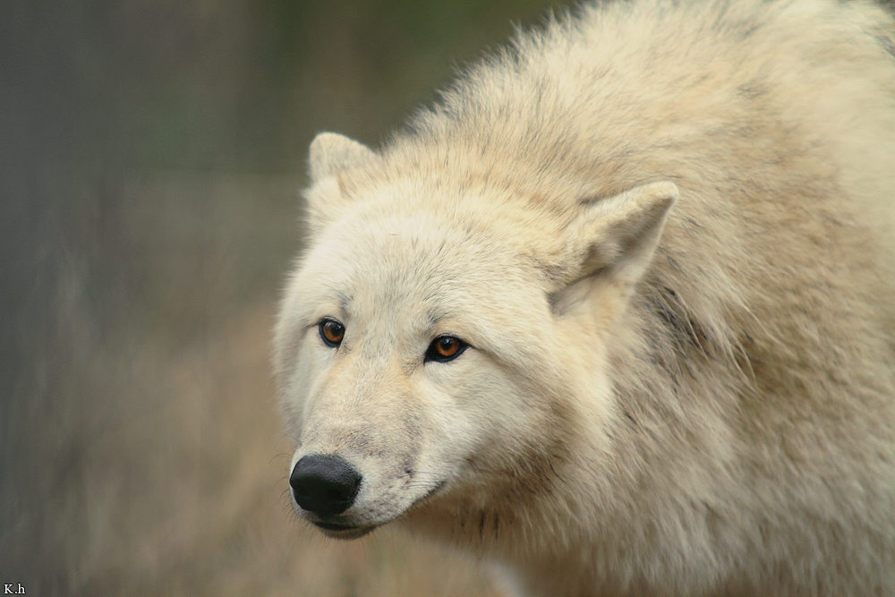 Pup8m11AuheimKati_Monja