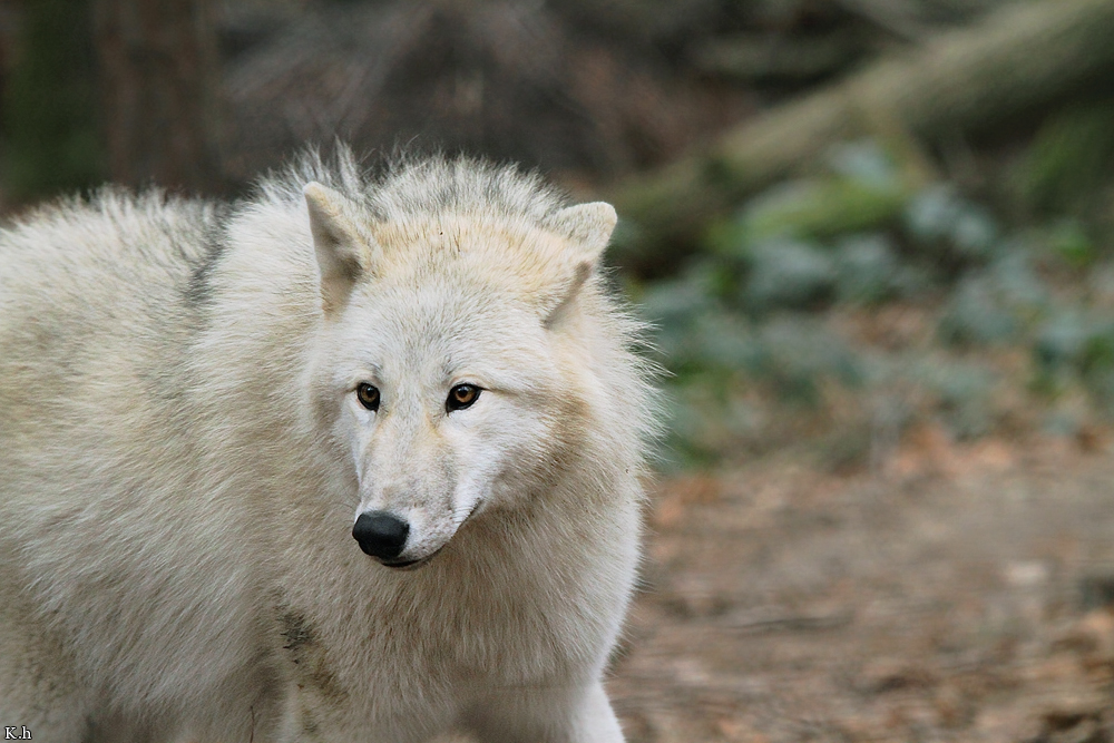 Pup8m11AuheimKati_Monja