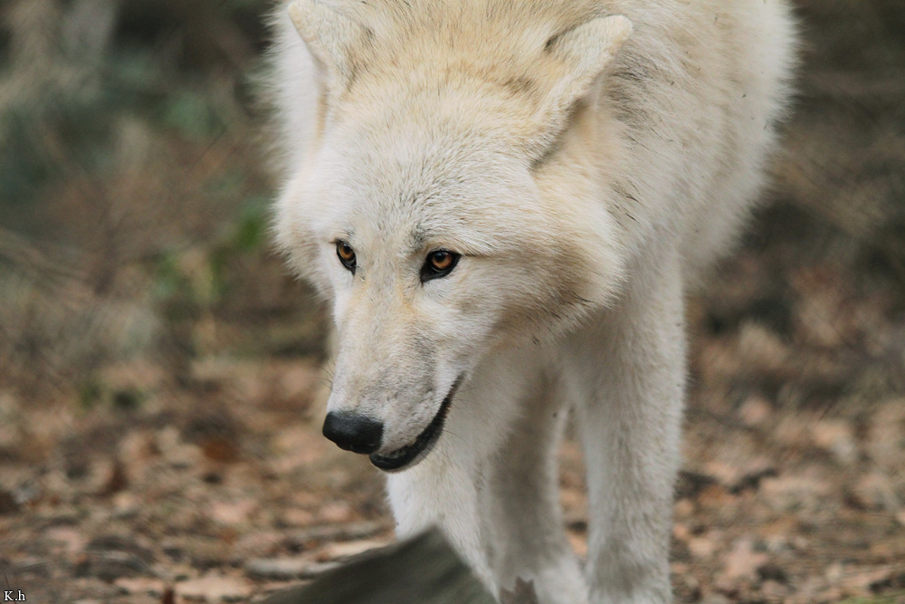 Pup8m11AuheimKati_Monja