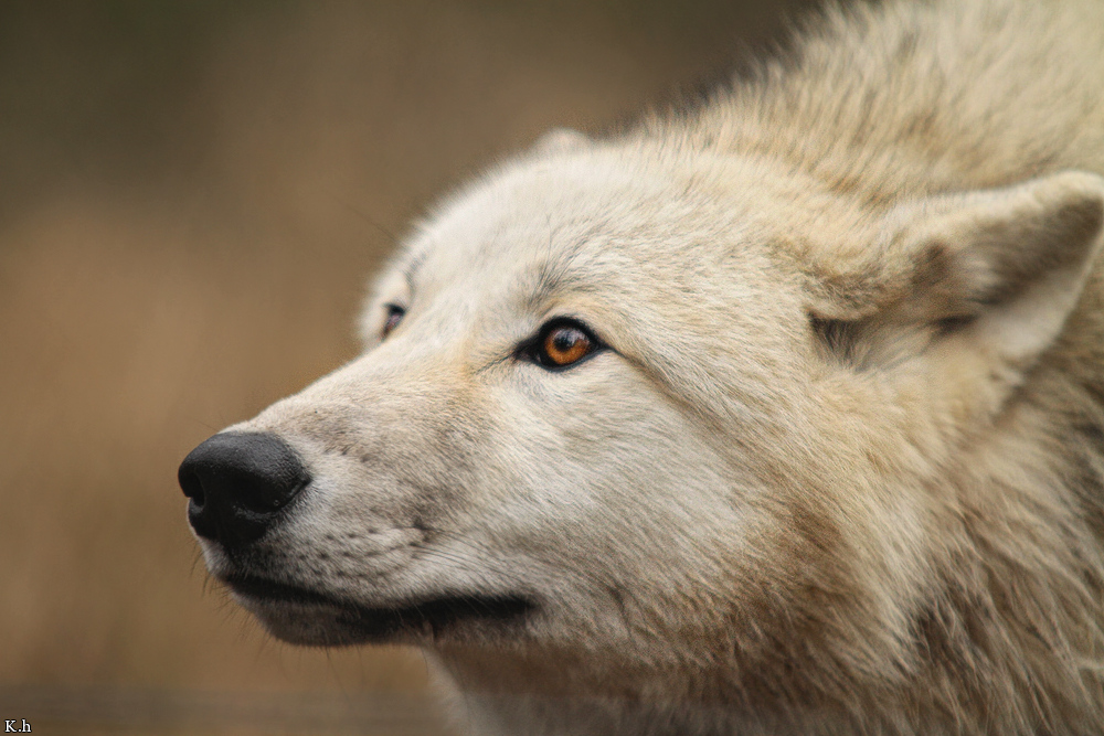 Pup8m11AuheimKati_Monja