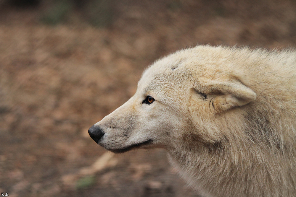 Pup8m11AuheimKati_Monja