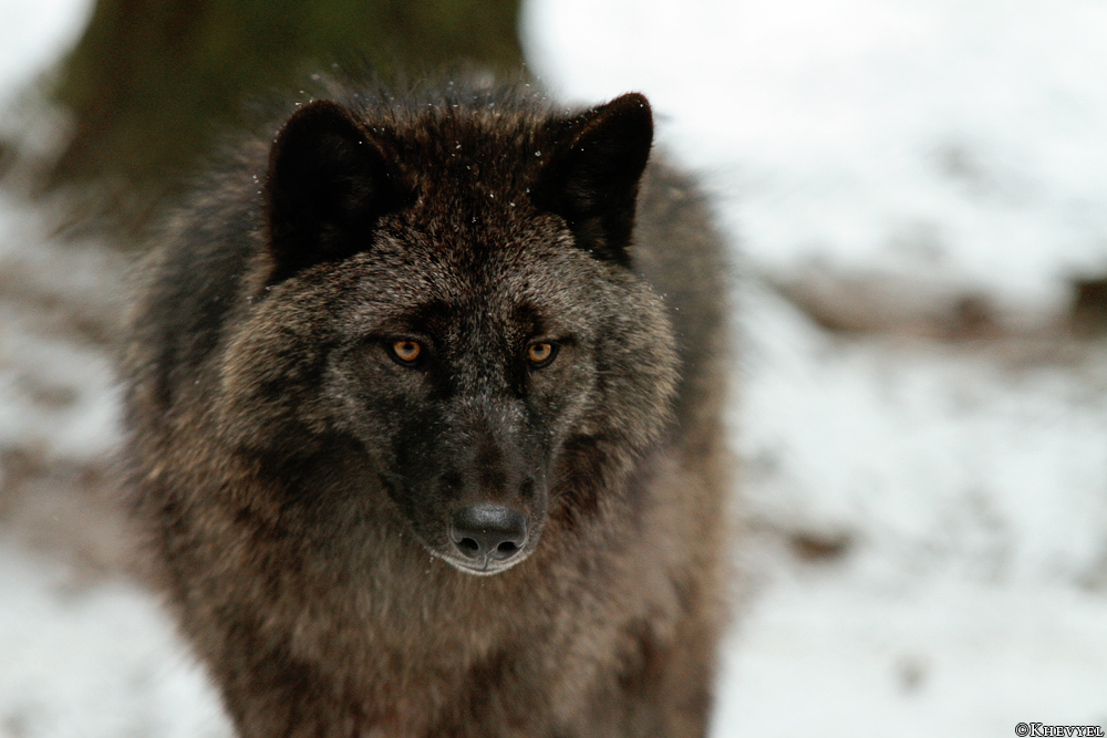 Pup9m13EderseeKati_Ceyla-14
