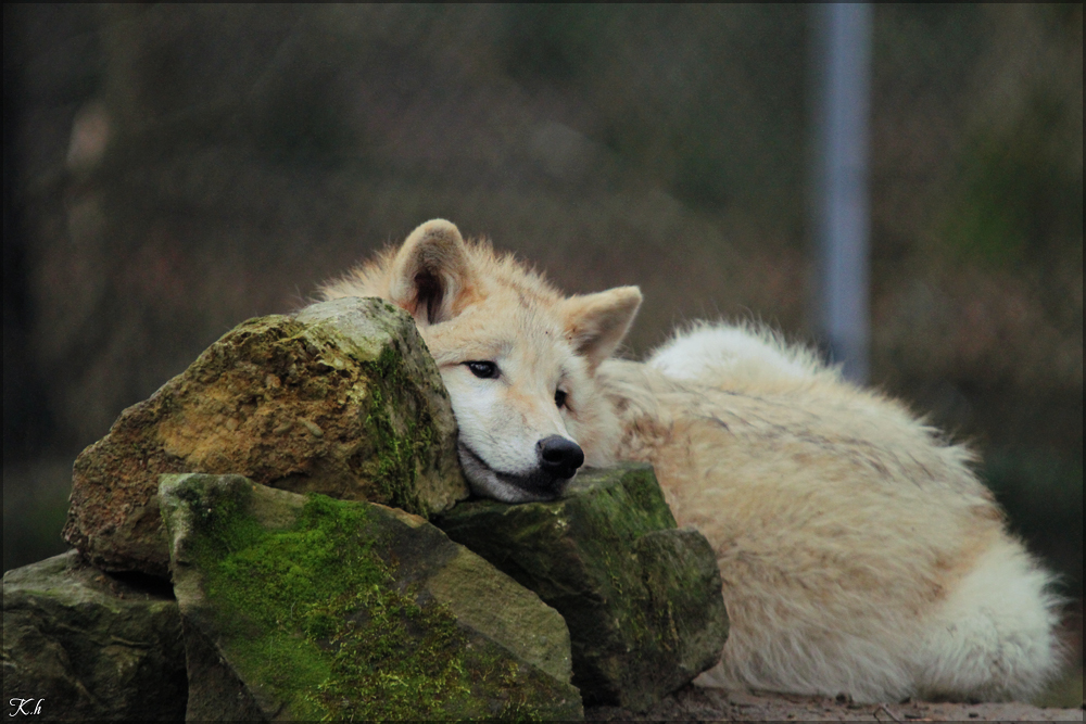 Pup9m11SpringeKati_Clai-04