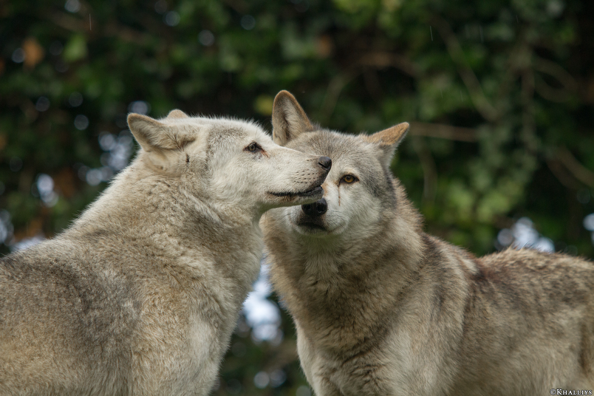 Wolf_Dub1410-All-02
