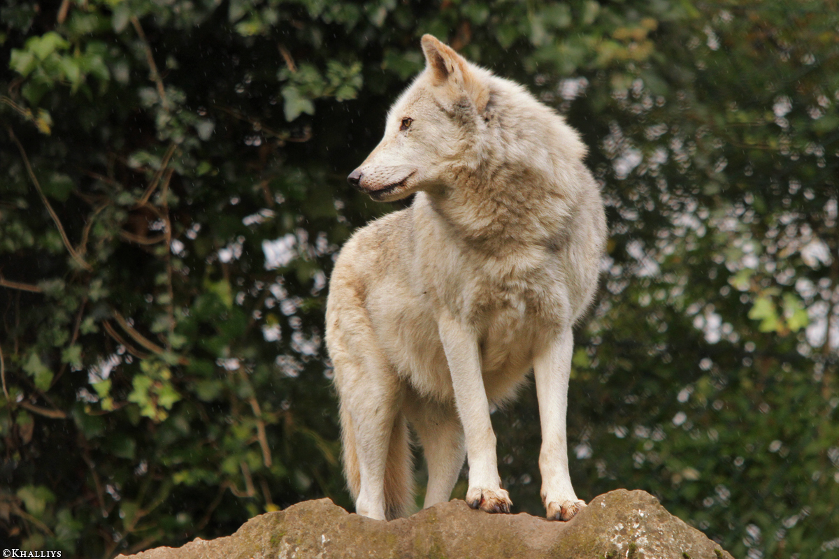 Wolf_Dub1410-Chenoa-01