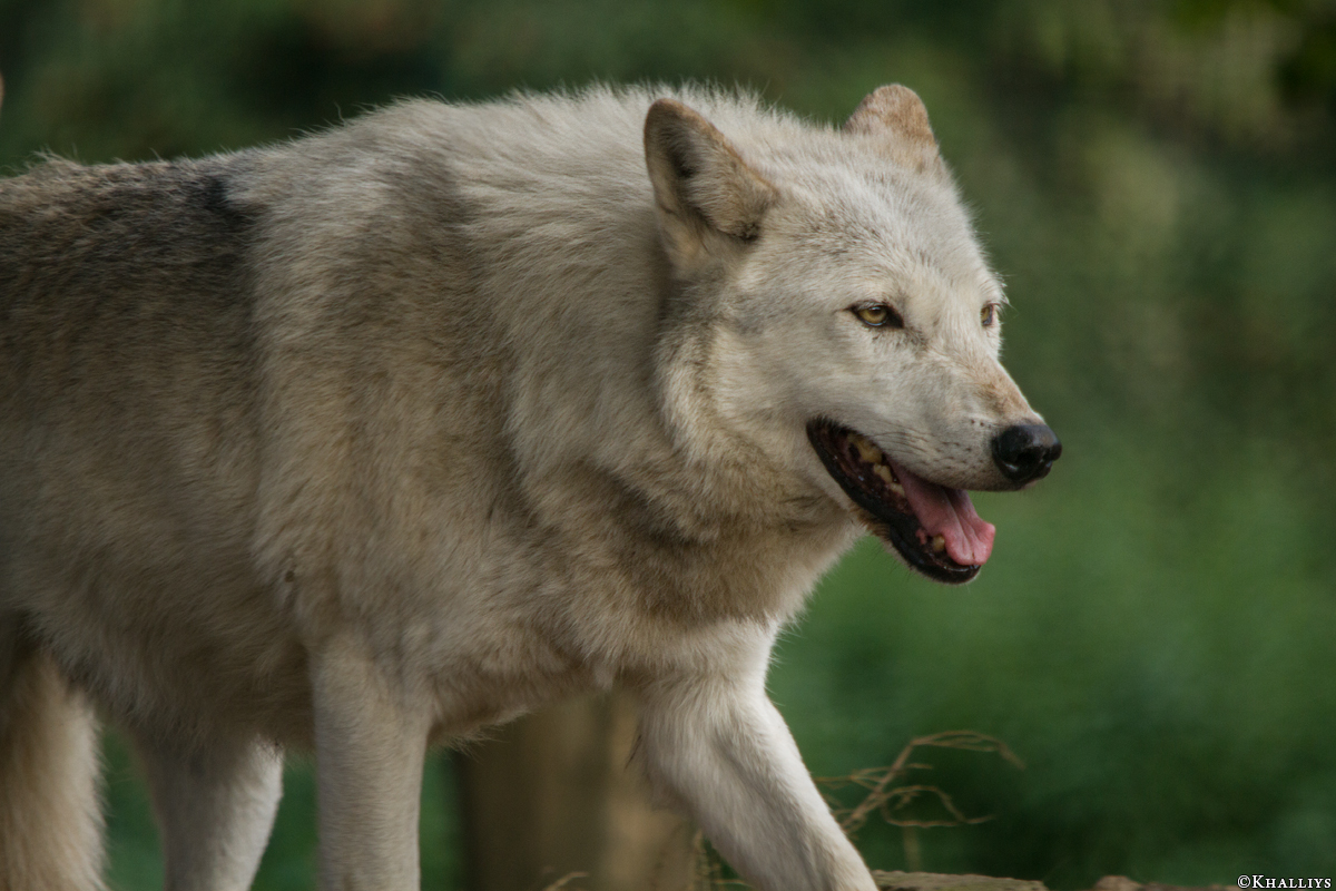 Wolf_Dub1410-Chenoa-02