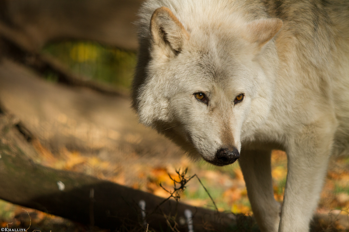 Wolf_Dub1410-Chetan-01