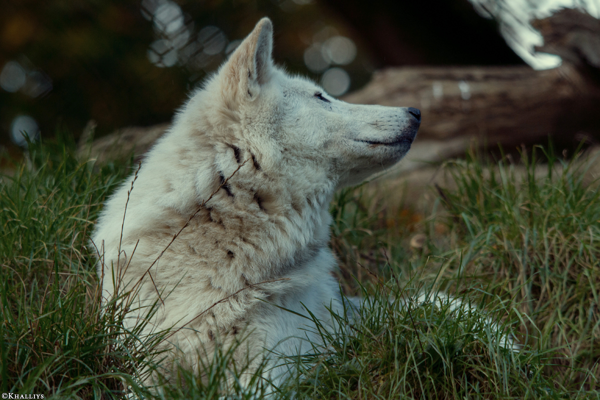 Wolf_Dub1410-Leikun-08