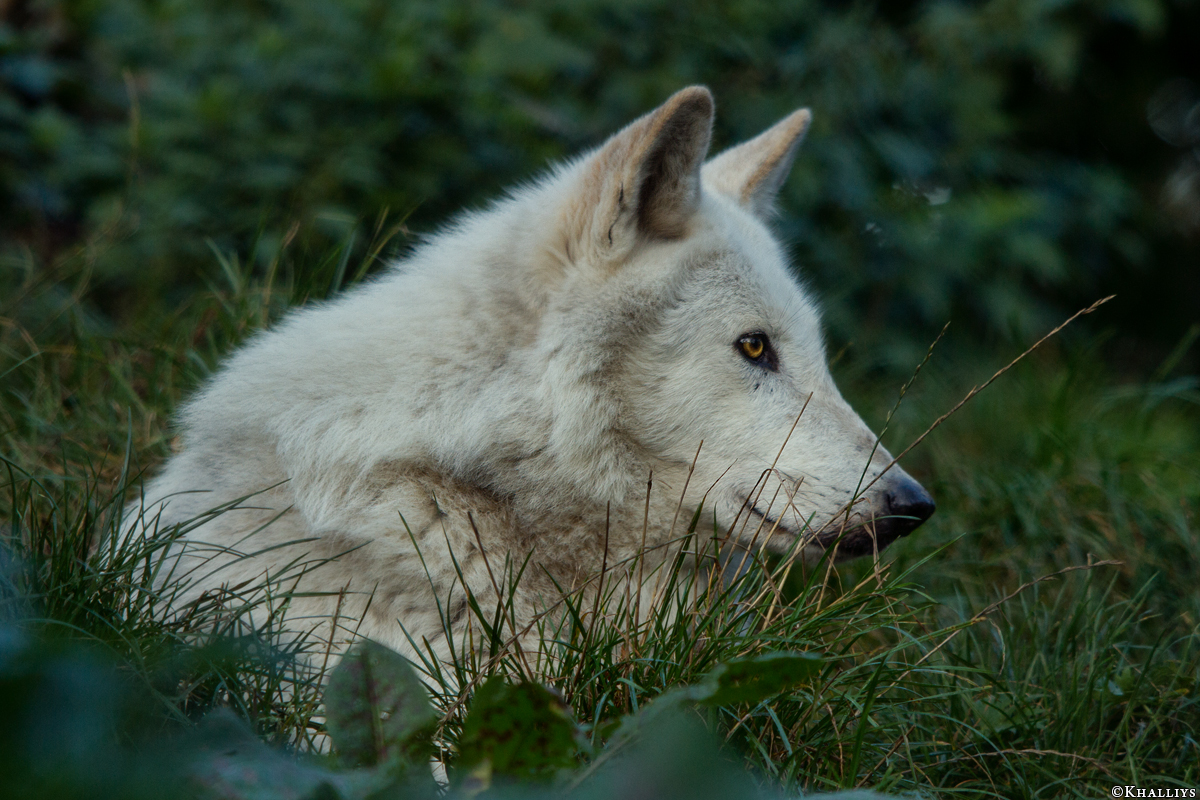 Wolf_Dub1410-Leikun-11