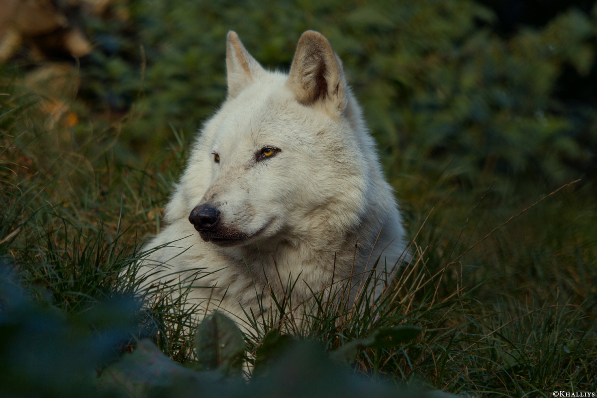 Wolf_Dub1410-Leikun-13