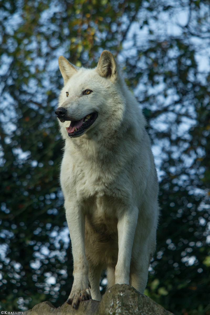 Wolf_Dub1410-Leikun-17